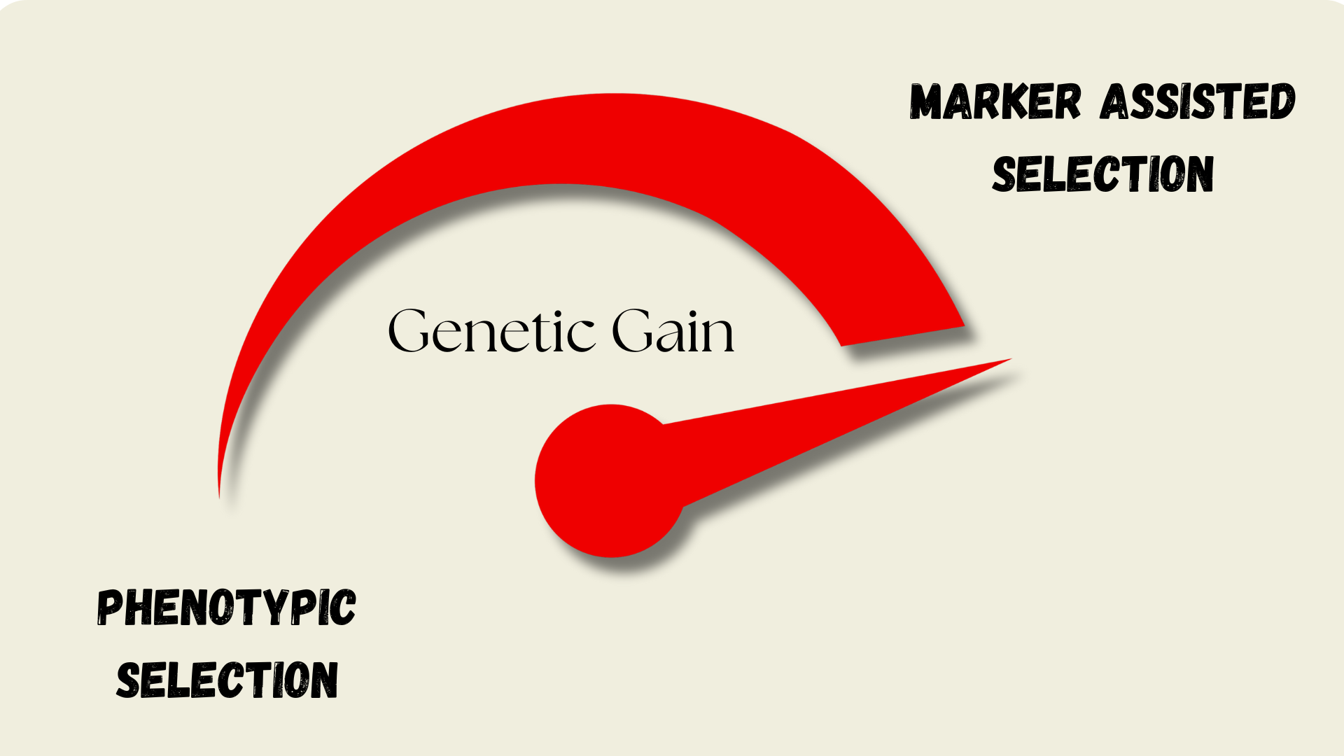 Accelerating Breeding with Molecular Markers: A Step-by-Step Guide and Case Study
