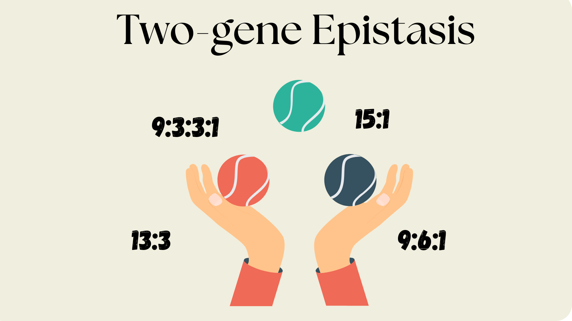 “When Genes Interact: Epistatic Models and Modified Ratios in Two-Gene Inheritance”
