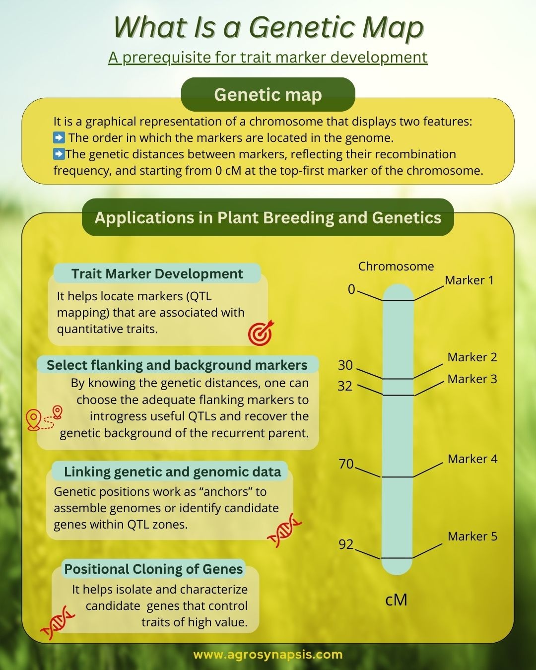 What is a Genetic Map and Why Is It Important For Plant Molecular Breeding?