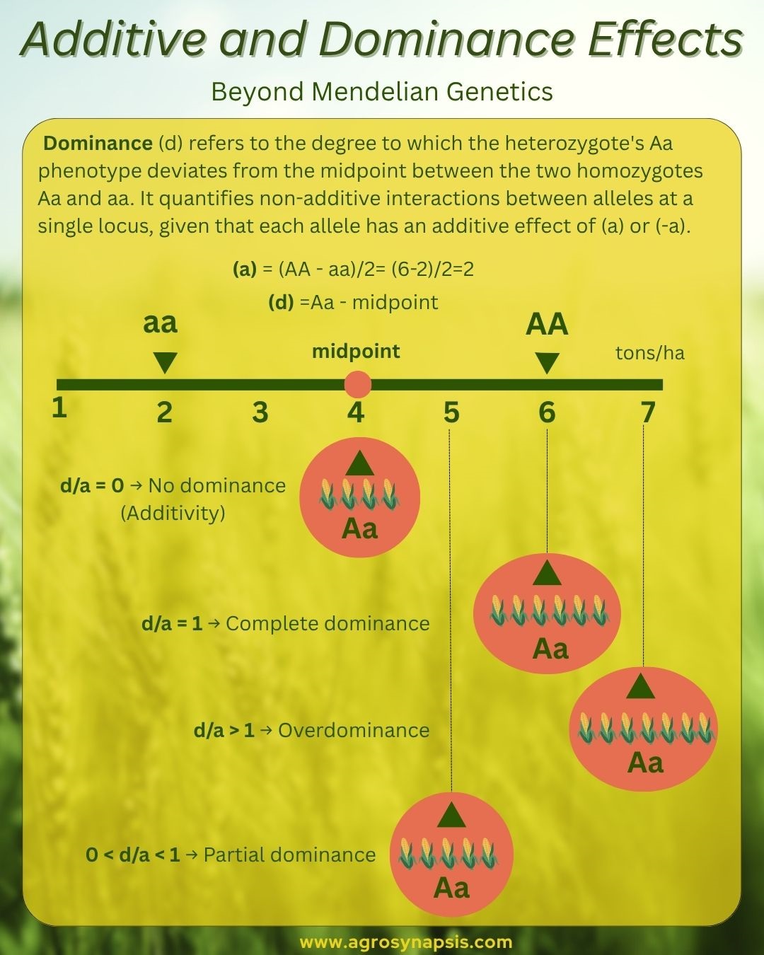 Genetic vs. Physical Maps – Why distances don’t always match