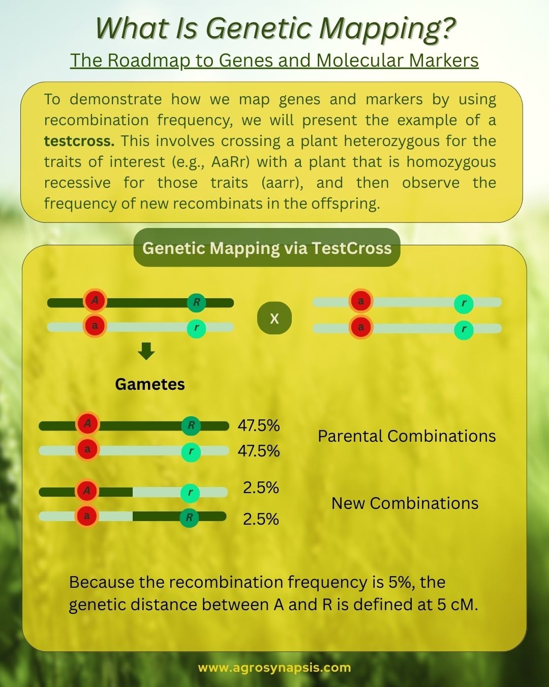 Genetic Mapping: The Roadmap to Genes and Molecular Markers