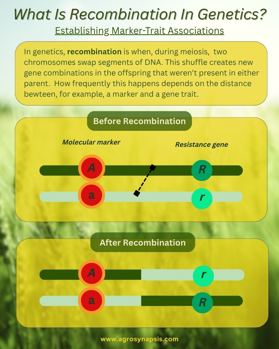 What is Recombination, and Why Is The Key To Marker-Trait Associations and Genetic Mapping?