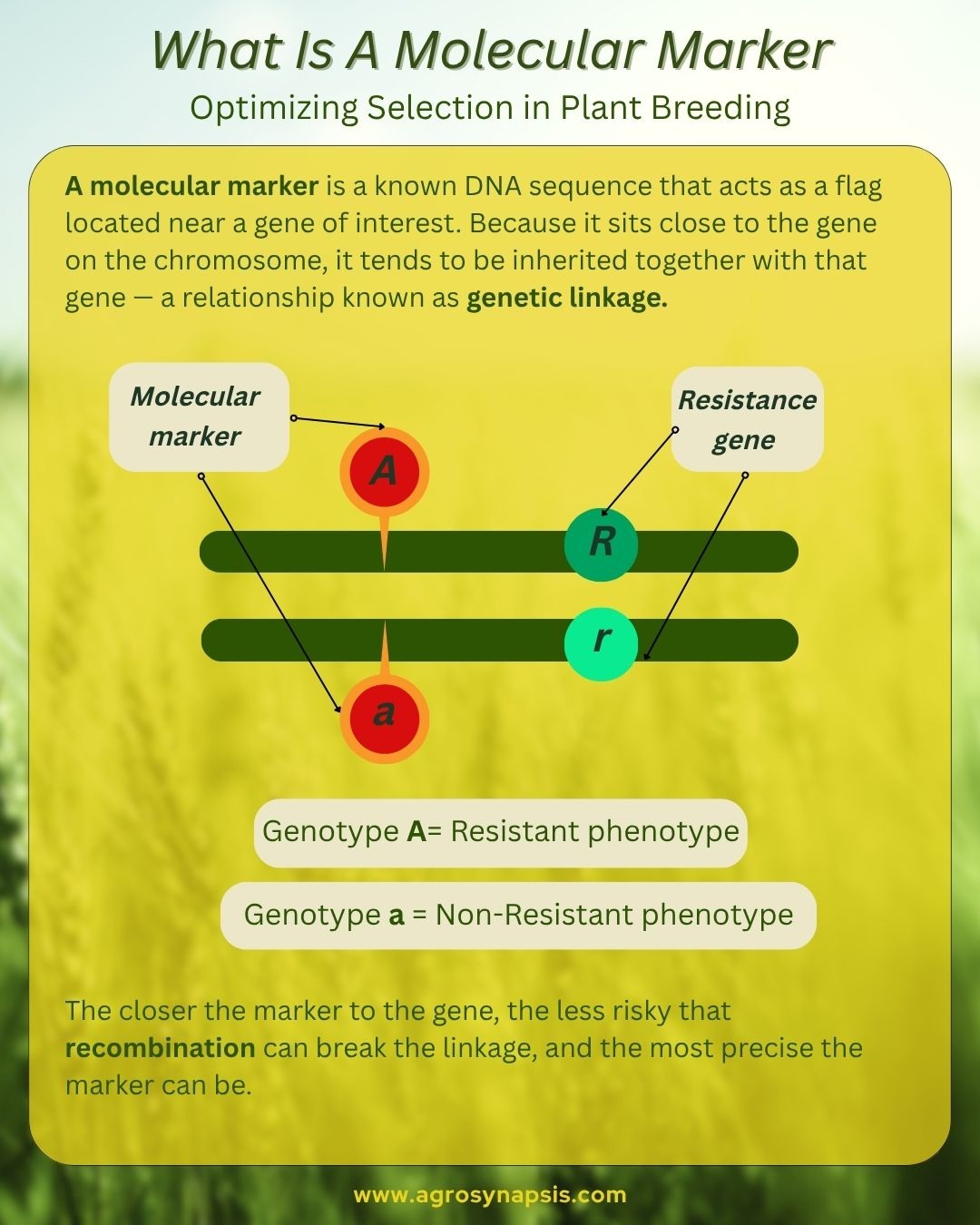 What is a Molecular Marker in Plant Breeding?