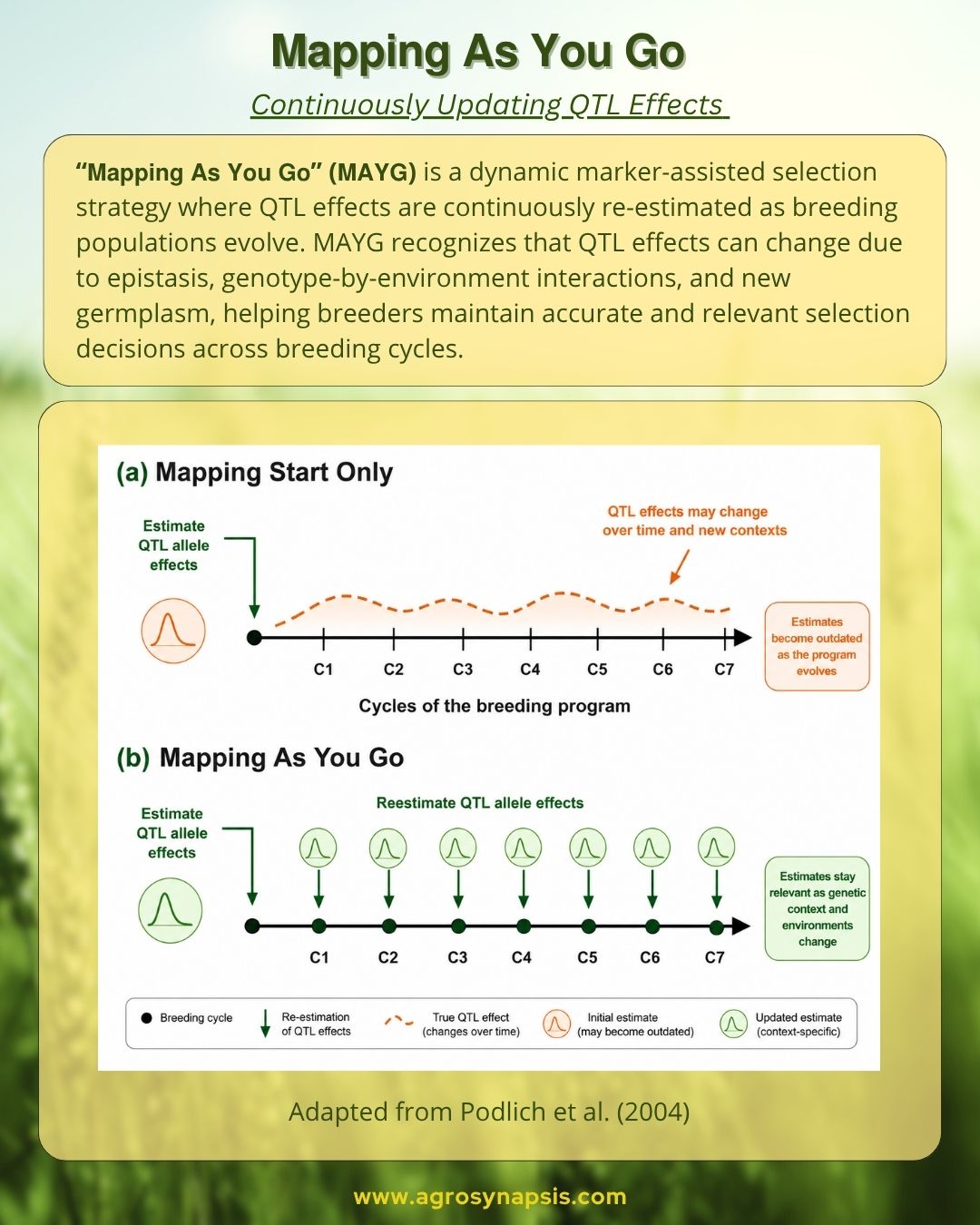“Infographic illustrating the ‘Mapping As You Go’ (MAYG) strategy in plant breeding, showing continuous re-estimation of QTL effects across breeding cycles using marker-assisted selection, updated genetic mapping, and evolving breeding populations.”