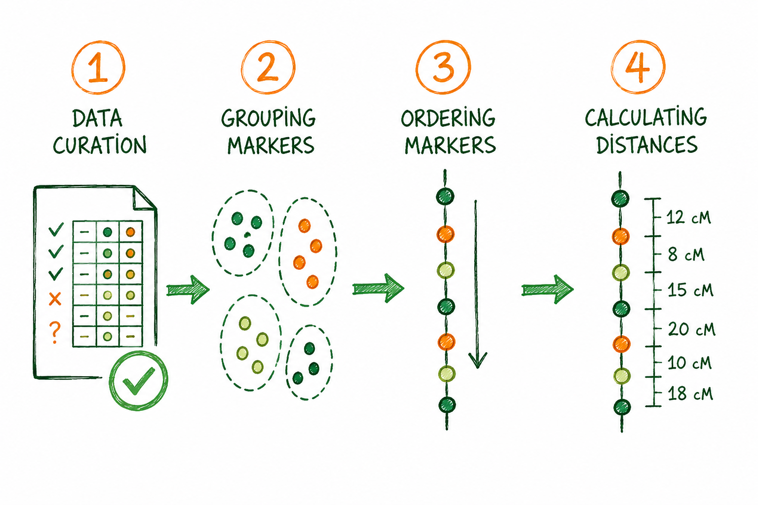 Diagram illustrating the four main steps of linkage analysis in plant breeding: data curation, marker grouping, marker ordering, and genetic distance calculation.
