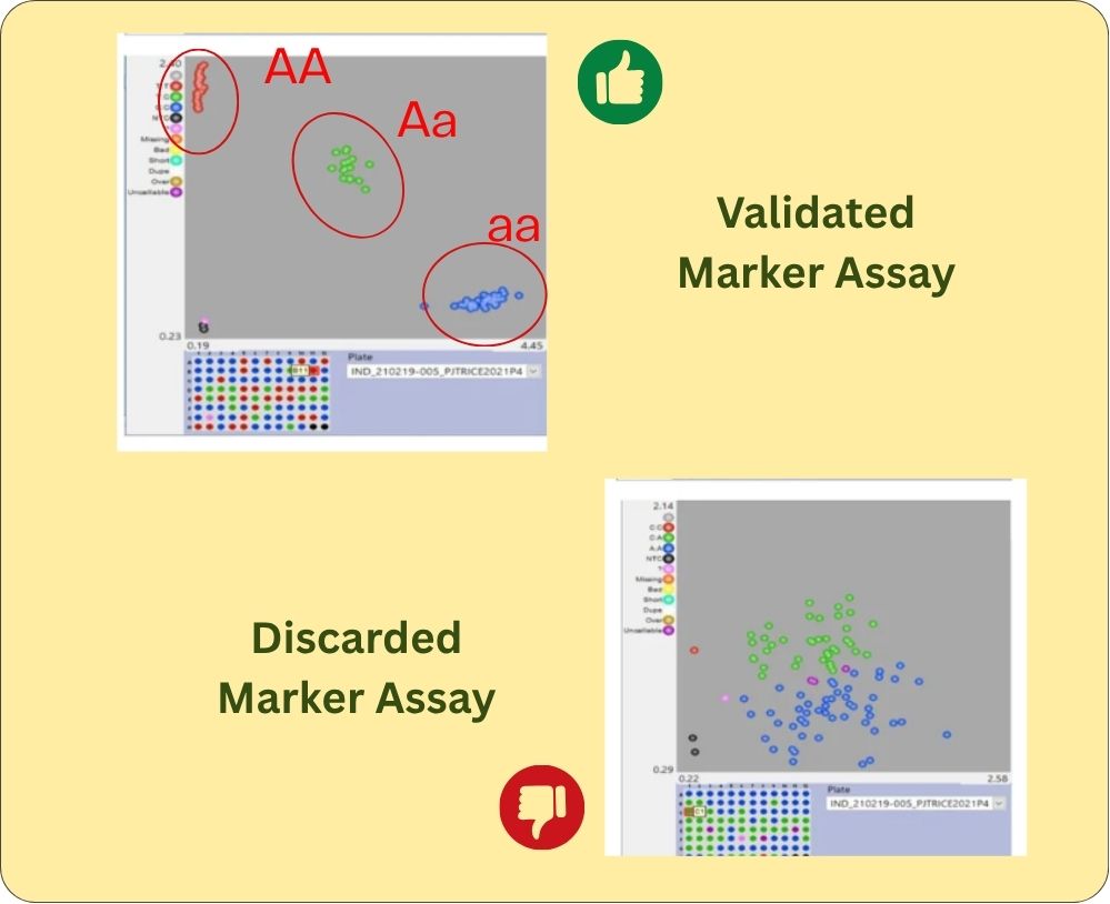 Comparison of a validated and a discarded SNP marker assay showing clear genotype clusters (AA, Aa, aa) versus overlapping clusters that cannot be reliably scored for marker-assisted selection.