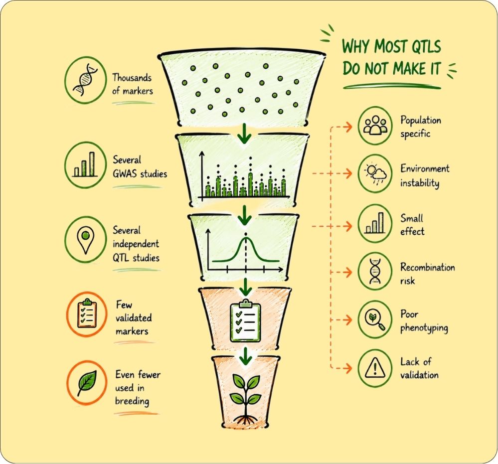 QTL Validation in Plant Breeding: From QTL Discovery to Reliable Marker-Assisted Selection