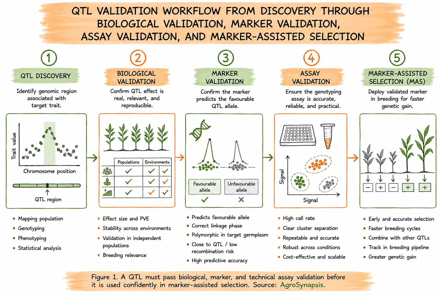 QTL validation workflow from discovery through biological validation, marker validation, assay validation, and marker-assisted selection.